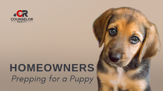Setting Up the Perfect Puppy Space in Your Home | Counselor Realty